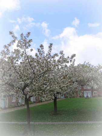 quadranglecamera_111